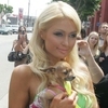 Paris Hilton's Dogs Were Eaten by Coyotes?
